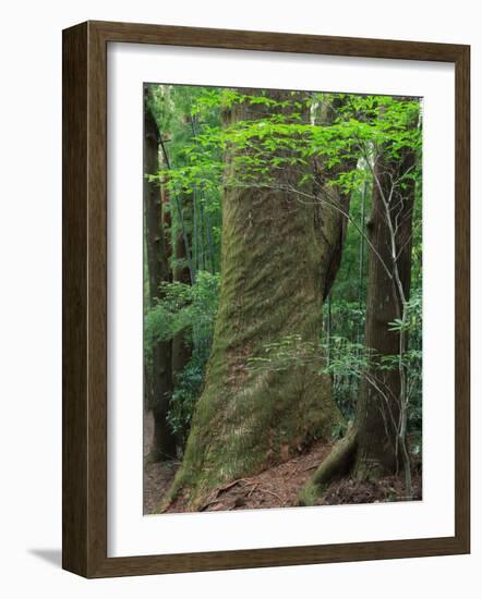 Japanese Cedar-null-Framed Photographic Print