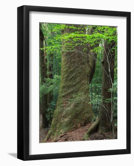 Japanese Cedar-null-Framed Photographic Print