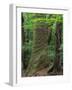 Japanese Cedar-null-Framed Photographic Print