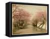 Japanese Cherry Blossom in Mukojima Tokyo Japan-null-Framed Stretched Canvas