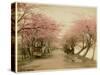 Japanese Cherry Blossom in Mukojima Tokyo Japan-null-Stretched Canvas