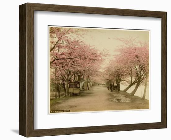 Japanese Cherry Blossom in Mukojima Tokyo Japan-null-Framed Photographic Print