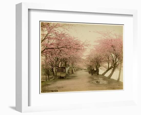 Japanese Cherry Blossom in Mukojima Tokyo Japan-null-Framed Photographic Print