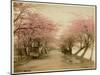 Japanese Cherry Blossom in Mukojima Tokyo Japan-null-Mounted Photographic Print