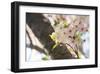 Japanese Cherry Blossom, Sakura I-Ryuji Adachi-Framed Art Print