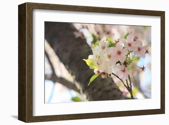Japanese Cherry Blossom, Sakura I-Ryuji Adachi-Framed Art Print