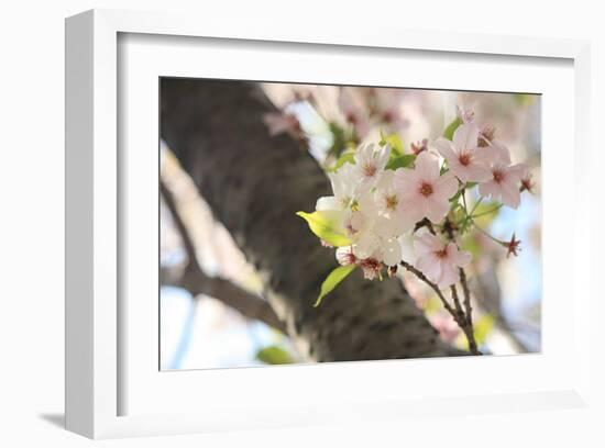 Japanese Cherry Blossom, Sakura I-Ryuji Adachi-Framed Art Print