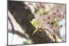 Japanese Cherry Blossom, Sakura I-Ryuji Adachi-Mounted Art Print