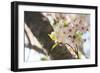 Japanese Cherry Blossom, Sakura I-Ryuji Adachi-Framed Art Print