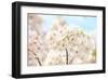 Japanese Cherry Blossom, Sakura II-Ryuji Adachi-Framed Giclee Print