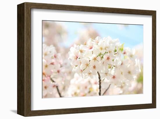 Japanese Cherry Blossom, Sakura II-Ryuji Adachi-Framed Giclee Print