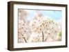 Japanese Cherry Blossom, Sakura II-Ryuji Adachi-Framed Giclee Print