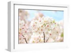 Japanese Cherry Blossom, Sakura II-Ryuji Adachi-Framed Giclee Print
