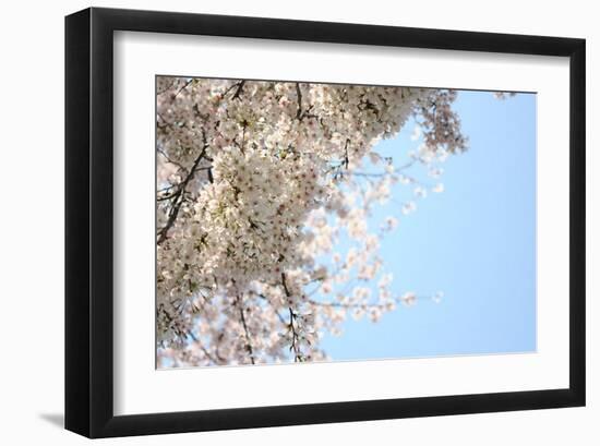 Japanese Cherry Blossom, Sakura III-Ryuji Adachi-Framed Art Print