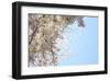 Japanese Cherry Blossom, Sakura III-Ryuji Adachi-Framed Art Print