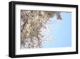 Japanese Cherry Blossom, Sakura III-Ryuji Adachi-Framed Art Print