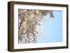 Japanese Cherry Blossom, Sakura III-Ryuji Adachi-Framed Art Print