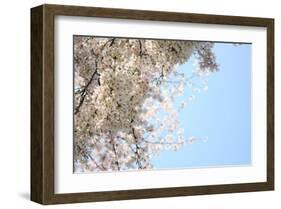 Japanese Cherry Blossom, Sakura III-Ryuji Adachi-Framed Art Print