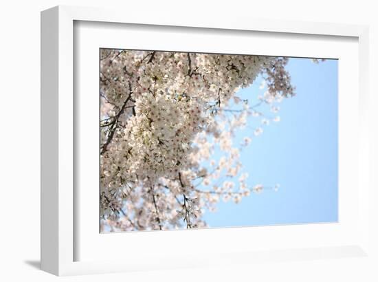 Japanese Cherry Blossom, Sakura III-Ryuji Adachi-Framed Art Print