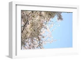 Japanese Cherry Blossom, Sakura III-Ryuji Adachi-Framed Art Print