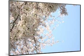 Japanese Cherry Blossom, Sakura III-Ryuji Adachi-Mounted Art Print