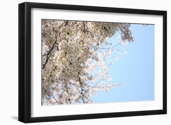 Japanese Cherry Blossom, Sakura III-Ryuji Adachi-Framed Art Print
