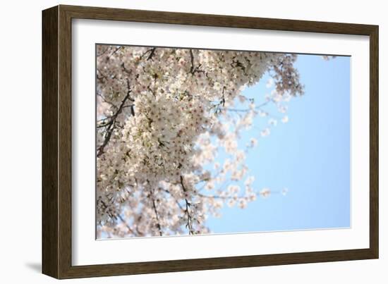 Japanese Cherry Blossom, Sakura III-Ryuji Adachi-Framed Art Print