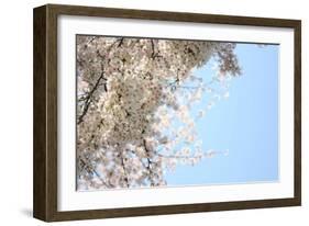 Japanese Cherry Blossom, Sakura III-Ryuji Adachi-Framed Art Print