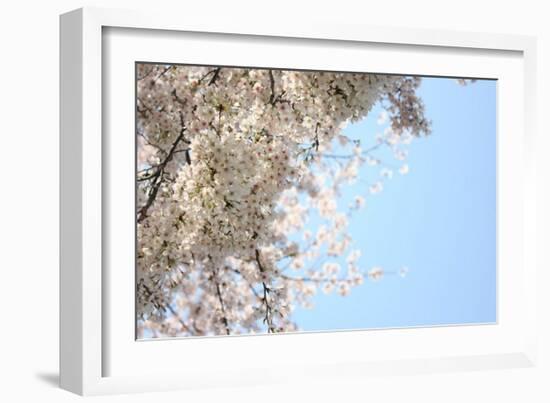 Japanese Cherry Blossom, Sakura III-Ryuji Adachi-Framed Art Print