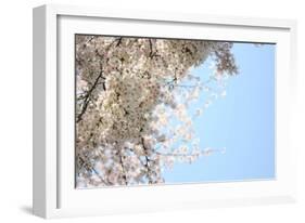 Japanese Cherry Blossom, Sakura III-Ryuji Adachi-Framed Art Print