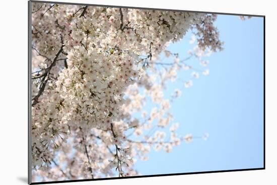 Japanese Cherry Blossom, Sakura III-Ryuji Adachi-Mounted Art Print