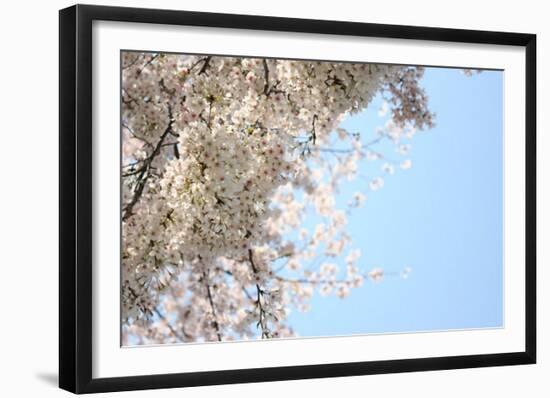 Japanese Cherry Blossom, Sakura III-Ryuji Adachi-Framed Giclee Print