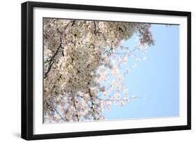 Japanese Cherry Blossom, Sakura III-Ryuji Adachi-Framed Giclee Print