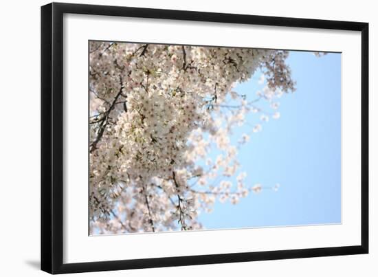 Japanese Cherry Blossom, Sakura III-Ryuji Adachi-Framed Giclee Print