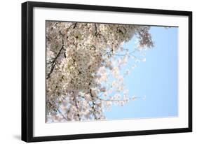 Japanese Cherry Blossom, Sakura III-Ryuji Adachi-Framed Giclee Print