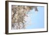 Japanese Cherry Blossom, Sakura III-Ryuji Adachi-Framed Giclee Print