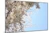 Japanese Cherry Blossom, Sakura III-Ryuji Adachi-Mounted Giclee Print