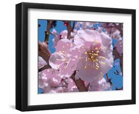 Japanese Cherry Blossom-Yuki Hearn-Framed Art Print