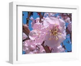 Japanese Cherry Blossom-Yuki Hearn-Framed Art Print