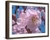 Japanese Cherry Blossom-Yuki Hearn-Framed Art Print