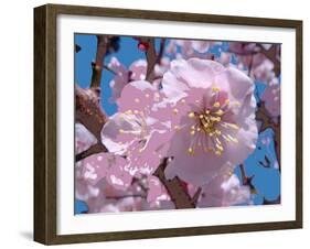 Japanese Cherry Blossom-Yuki Hearn-Framed Art Print