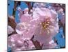 Japanese Cherry Blossom-Yuki Hearn-Mounted Art Print