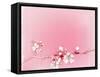 Japanese Cherry Blossoms in Full Bloom-Reshetnyova Oxana-Framed Stretched Canvas