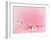 Japanese Cherry Blossoms in Full Bloom-Reshetnyova Oxana-Framed Art Print