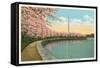 Japanese Cherry Blossoms, Riverside Drive-null-Framed Stretched Canvas