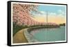 Japanese Cherry Blossoms, Riverside Drive-null-Framed Stretched Canvas