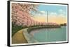 Japanese Cherry Blossoms, Riverside Drive-null-Framed Stretched Canvas