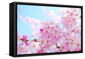 Japanese Cherry Blossoms-gnohz-Framed Stretched Canvas