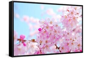 Japanese Cherry Blossoms-gnohz-Framed Stretched Canvas