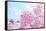 Japanese Cherry Blossoms-gnohz-Framed Stretched Canvas